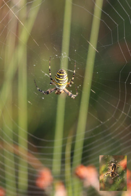 IMG_6377 Wespspin (Argiope bruennichi).JPG