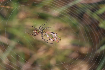 IMG_6404 Wespspin (Argiope bruennichi).JPG