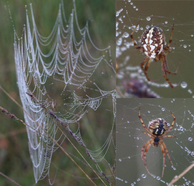 IMG_6388-2Heidewielweb (Neoscona adianta).jpg