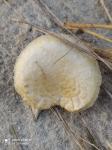 helmstropharia.jpg