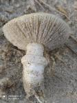 helmstropharia1.jpg