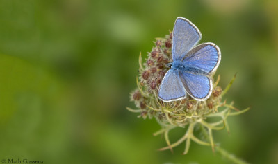 Icarus blauwtje                     Heerlerbaan     september 2020