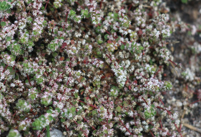 IMG_6088-2 Grondster (Illecebrum verticullatum L.).jpg