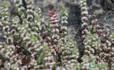 IMG_6089-2 Grondster (Illecebrum verticullatum L.).jpg
