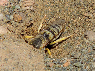 2016.05.23-(14.08)-Zygi Beach-Bembix oculata.01-8x6.jpg