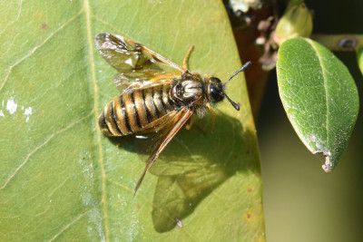 Abia aenea/lonicerae