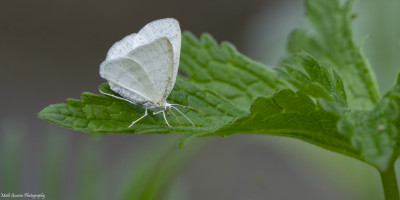 Witte grijsbandspanner                           Lechtal(A)      juni 2019