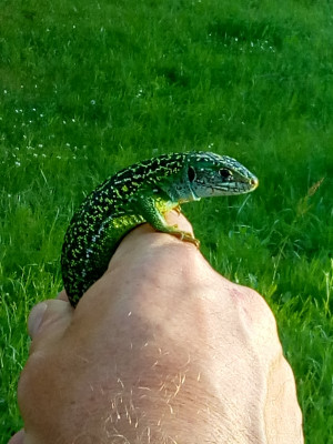 IMG_20190613_201443 Westelijke smaragdhagedis (Lacerta bilineata).jpg