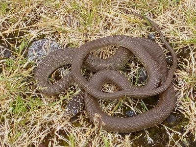 IMG_20190614_141954 Geelgroene toornslang (Hierophis viridiflavus).jpg