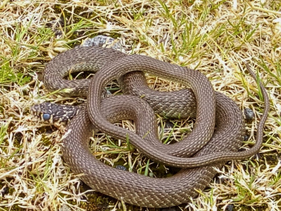 IMG_20190614_142024 Geelgroene toornslang (Hierophis viridiflavus).jpg