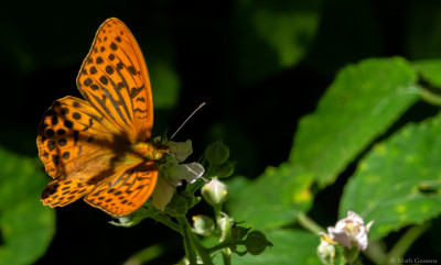 Keizersmantel           Eschental(D)         juni 2019