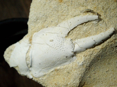 Calianassa Faujassi