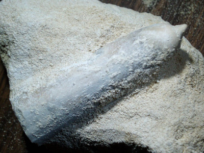 Belemnitella junior