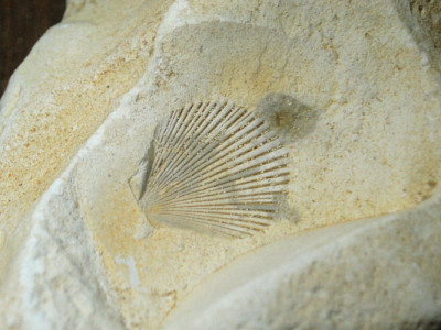 Neithea regularis: Eben-Emael, België<br /><br />Neithea regularis