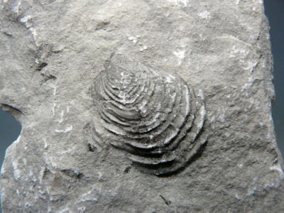 Inoceramus