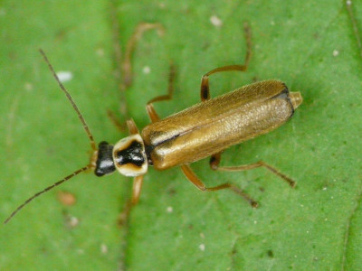 Cantharis decipiens