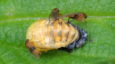 Phalacrotophora spec