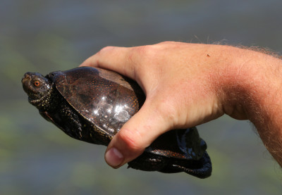 IMG_2876 Europese moerasschildpad (Emys orbicularis).JPG