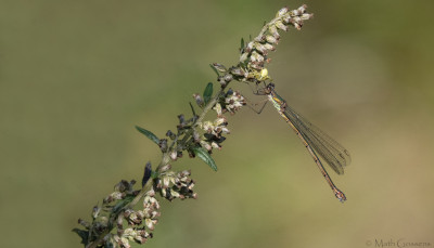 Houtpantserjuffer     Arcen/Maasduinen  september 2020