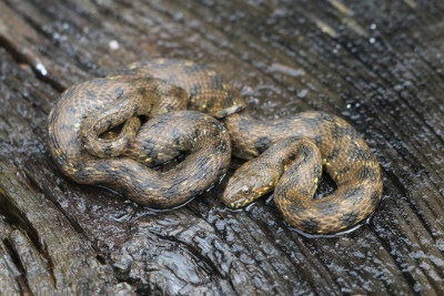 IMG_1187b Adderringslang (Natrix maura).jpg