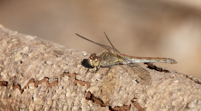 Bruinrode heidelibel         Arcen/maasduinen    september 2020