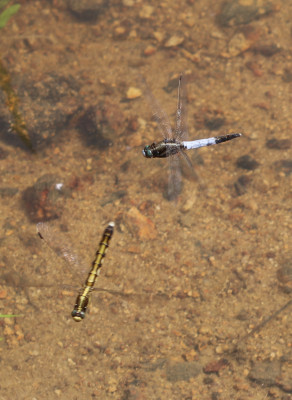 IMG_3069 Witpuntoeverlibel (Orthetrum albistylum) Koppel ei-afzettend.JPG