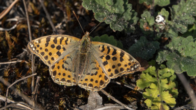 Kleine parelmoervlinder    Maasduinen    22 september 2020
