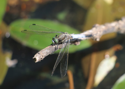 IMG_2753 Witpuntoeverlibel (Orthetrum albistylum).JPG