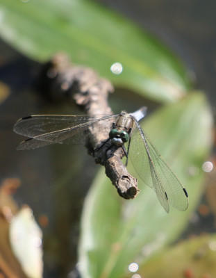 IMG_2752 Witpuntoeverlibel (Orthetrum albistylum).JPG