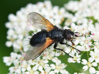 Zophomyia temula