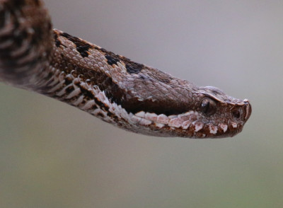 Canon EOS 70D 2386x1752_361348.jpg