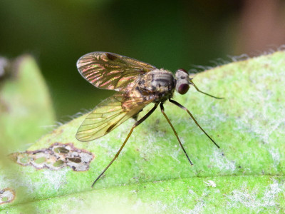 Gewoon goudlokje ♀