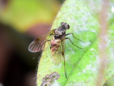 Gewoon goudlokje ♀