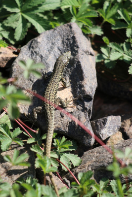 IMG_2797b Muurhagedis (Podarcis muralis).jpg