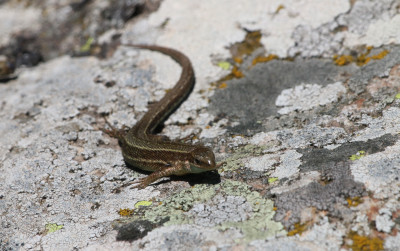 IMG_2148b Muurhagedis (Podarcis muralis).jpg