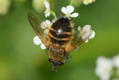 Tachina lurida ♀