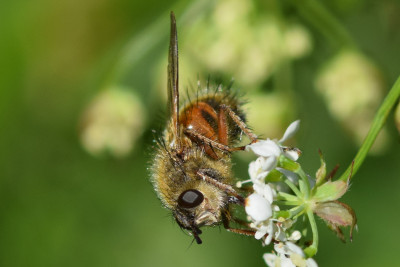 Tachina lurida ♀