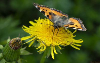 Kleine vos     Lechtal(A)   juni 2019