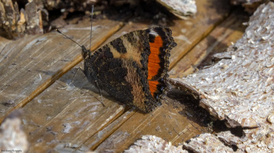 Kleine vos    Eschental(D)     juni 2019