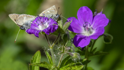 Icarus blauwtjes    Bach/Lechtal(A)   juni 2019