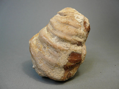 Inoceramus spec.