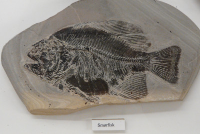 Grootbek