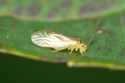 Valenzuela flavidus