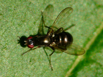 Nemopoda nitidula