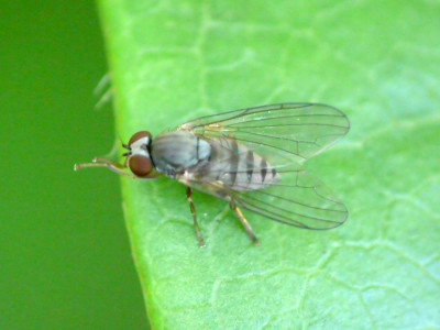 Grijze honingzwambreedvoet ♀
