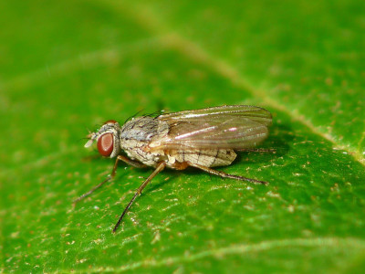 Coenosia spec.
