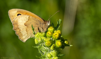 Bruin zandoogje    Maasduinen juni 2020