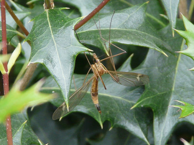 Tipula lunata