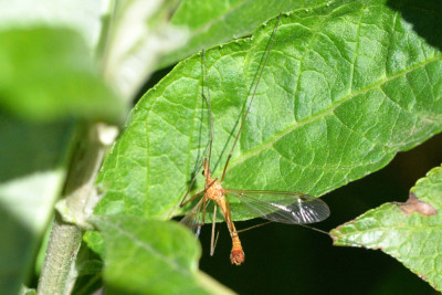 Tipula lunata