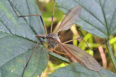 Tipula paludosa